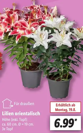 Lidl Lilien orientalisch Angebot