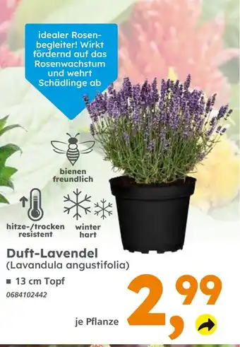 Globus Baumarkt Duft-Lavendel (Lavandula angustifolia) Angebot
