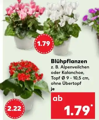 Kaufland Blühpflanzen Angebot