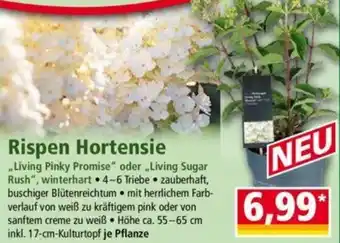 Norma Rispen Hortensie Angebot
