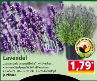 Norma Lavendel Angebot