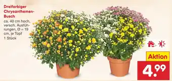 Netto Marken-Discount Dreifarbiger Chrysanthemen- Busch Angebot