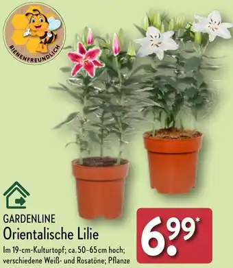 Aldi Nord GARDENLINE Orientalische Lilie Angebot