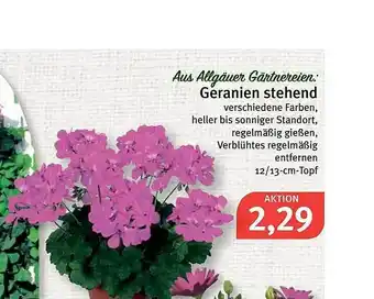 Feneberg Geranien Stehend Angebot