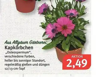 Feneberg Kapkörbchen Angebot