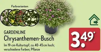 Aldi Nord GARDENLINE Chrysanthemen-Busch Angebot