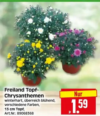 Herkules Baumarkt Freiland Topf- Chrysanthemen Angebot