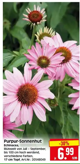 Herkules Baumarkt Purpur-Sonnenhut Echinacea Angebot