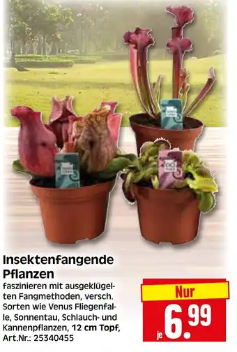 Herkules Baumarkt Insektenfangende Pflanzen Angebot