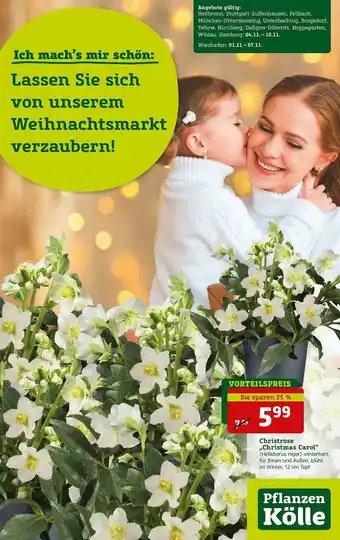 Pflanzen Kölle Christrose „christmas Carol” Angebot