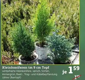 Pflanzen Kölle Kleinkoniferen Im 9cm Topf Angebot