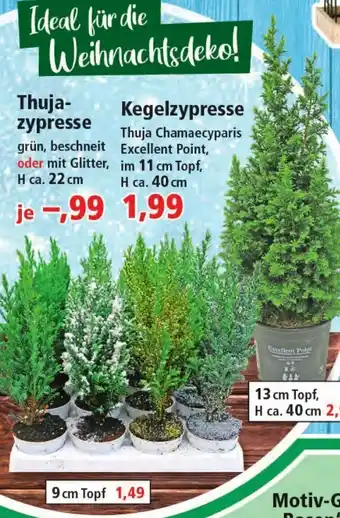 Thomas Philipps Thujazypresse oder Kegelzypresse Angebot