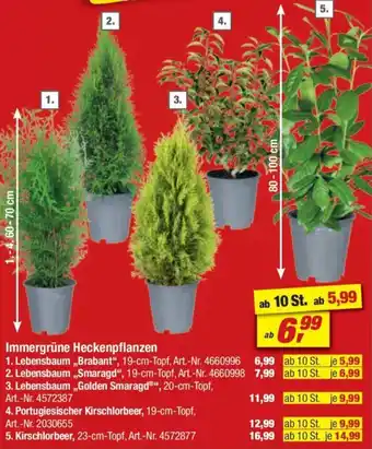 toom Baumarkt Immergrüne Heckenpflanzen Angebot