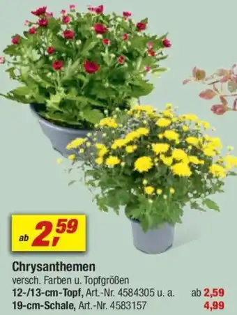 toom Baumarkt Chrysanthemen Angebot