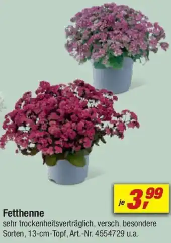 toom Baumarkt Fetthenne Angebot