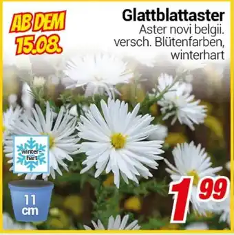 CENTERSHOP Glattblattaster Angebot