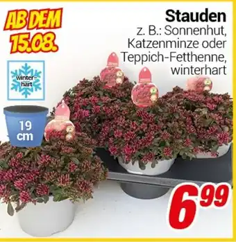 CENTERSHOP Stauden Angebot