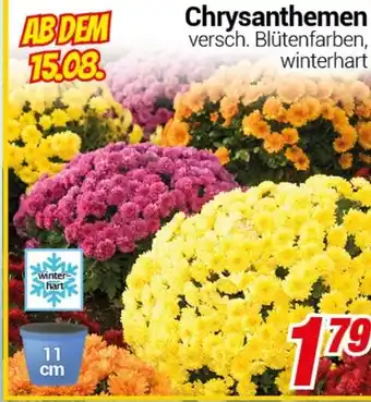 CENTERSHOP Chrysanthemen Angebot