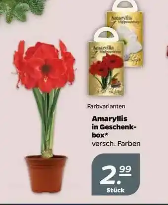 NETTO Amaryllis In Geschenk Box Angebot