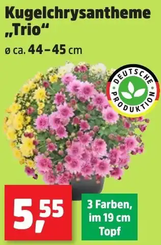 Thomas Philipps Kugelchrysantheme ,,Trio“ Angebot