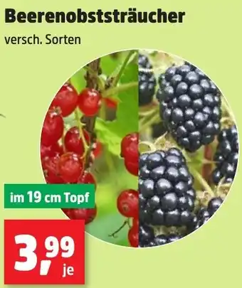 Thomas Philipps Beerenobststräucher Angebot