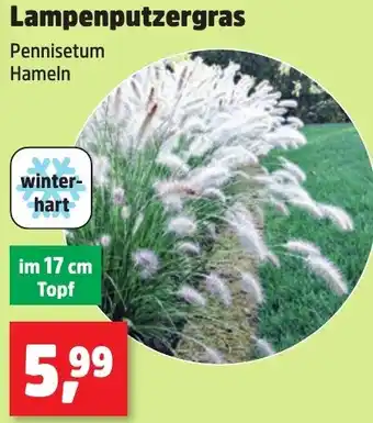 Thomas Philipps Lampenputzergras Angebot