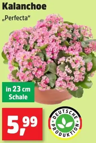 Thomas Philipps Kalanchoe ,,Perfecta" Angebot