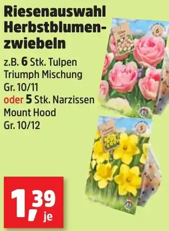 Thomas Philipps Riesenauswahl Herbstblumenzwiebeln Angebot