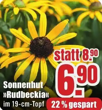 B1 Discount Baumarkt Sonnenhut Rudbeckia Angebot