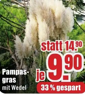 B1 Discount Baumarkt Pampasgras Angebot