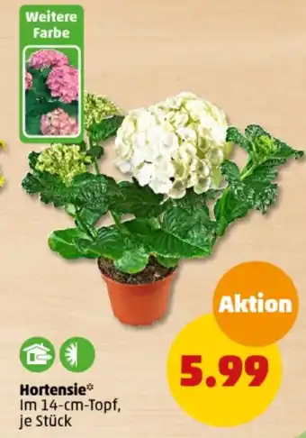 PENNY Hortensie Angebot