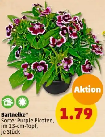 PENNY Bartnelke Angebot