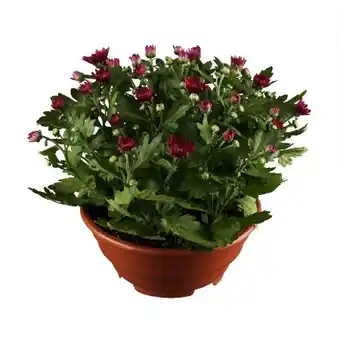 toom Baumarkt Chrysantheme Angebot