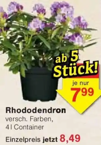 Jawoll Rhododendron Angebot