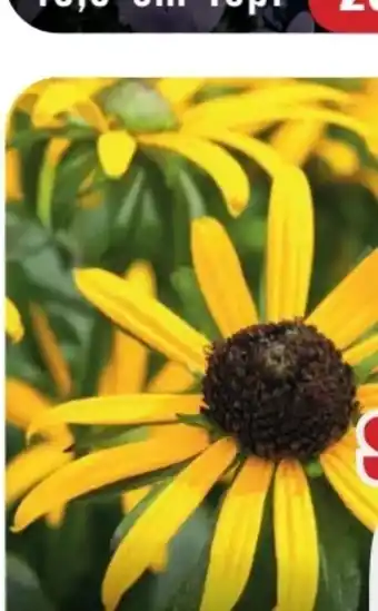 B1 Discount Baumarkt Rudbeckia Sonnenhut Angebot