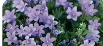B1 Discount Baumarkt Glockenblume Campanula Angebot