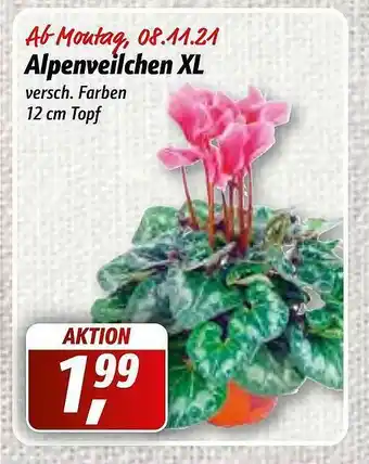 Simmel Alpenveilchen Xl Angebot