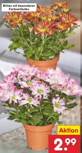 Netto Marken-Discount Zweifarbige Chrysanthemen Angebot