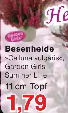 Wiglo Wunderland Besenheide Angebot