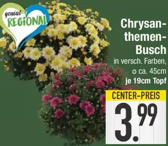 E-Center Chrysanthemen Busch Angebot