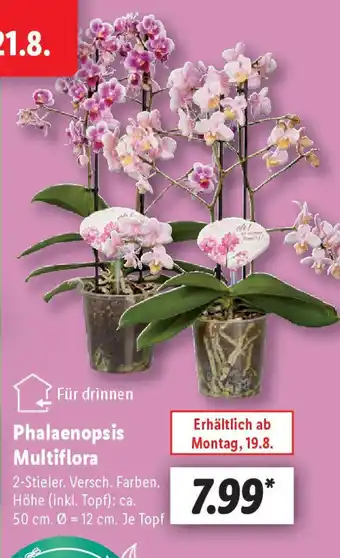 Lidl Phalaenopsis Multiflora Angebot