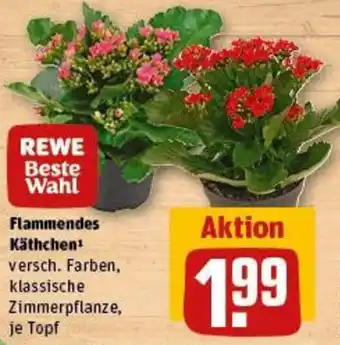 REWE Flammendes Käthchen Angebot