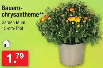 Zimmermann Bauernchrysantheme Angebot