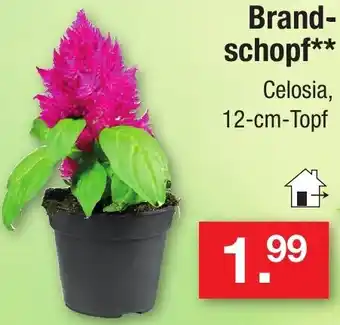 Zimmermann Brandschopf Angebot