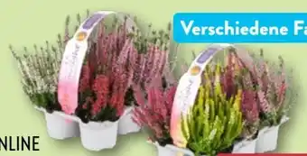 Aldi Nord Trio Calluna vulgaris Beauty Ladies Angebot