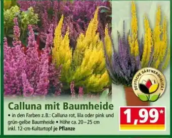 Norma Calluna mit Baumheide Angebot
