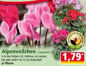 Norma Alpenveilchen „Cyclamen" Angebot