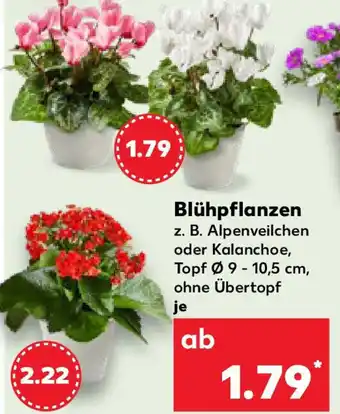 Kaufland Blühpflanzen Angebot