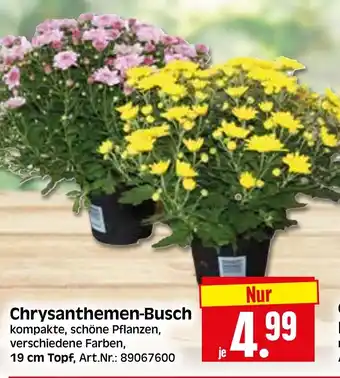 Herkules Baumarkt Chrysanthemen-Busch Angebot