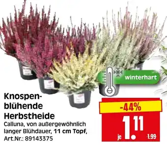 Herkules Baumarkt Knospenblühende Herbstheide Angebot